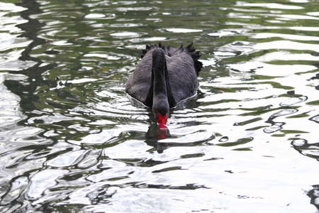 black swanの写真素材