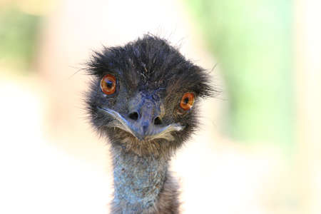 Ostrich Nandou  Rhea Americana 