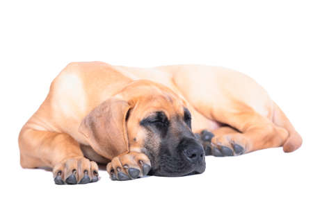 Puppy fawn Great Dane,German breed, in front of white backgroundの写真素材