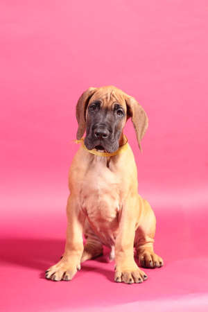 Fawn Great Dane puppy portraitの写真素材