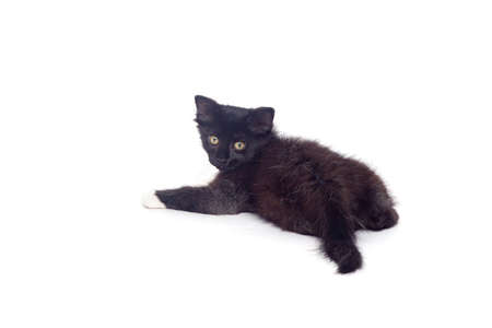 Black and white kitten isolated on a white backgroundの写真素材