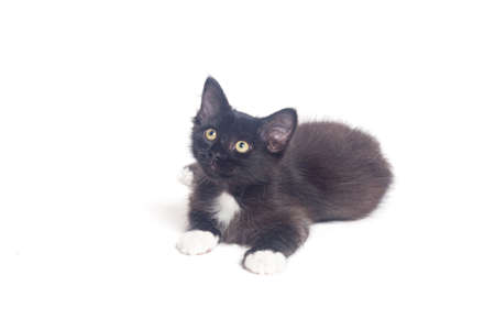 Black and white kitten isolated on a white backgroundの写真素材