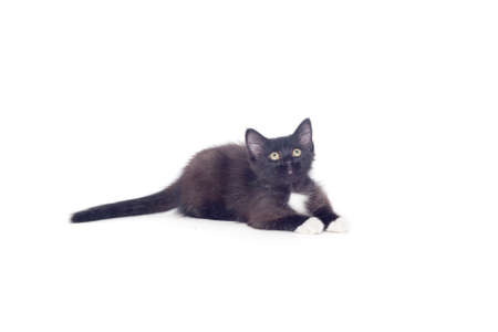Black and white kitten isolated on a white backgroundの写真素材