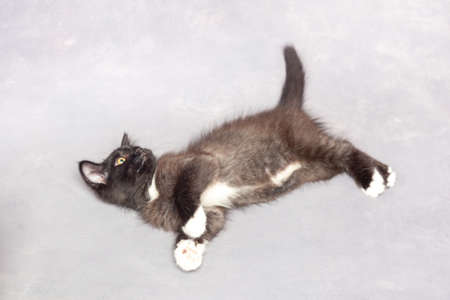 Black and white kitten on a gray backgroundの写真素材