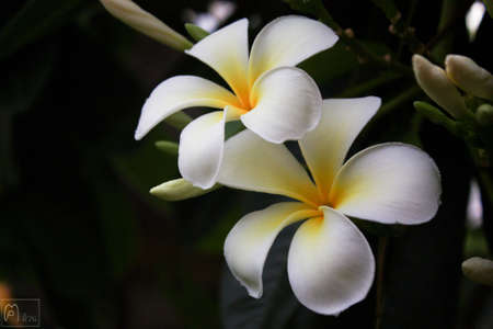 Plumeria flowersの写真素材