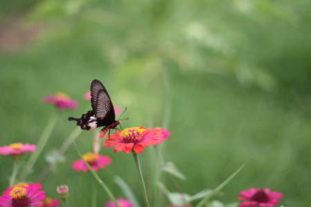 Pollen butterflyの写真素材