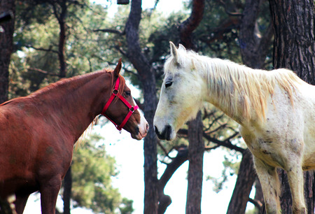 Love horsesの写真素材