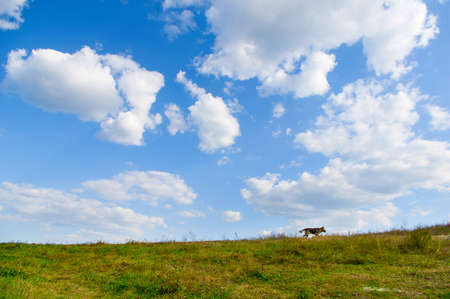 Sheep dog on the green hillの写真素材