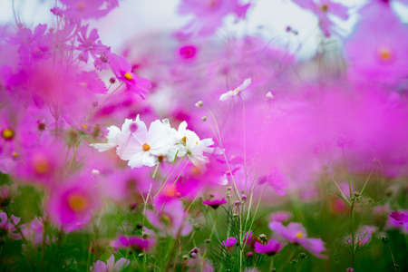 Cosmos flowersの写真素材