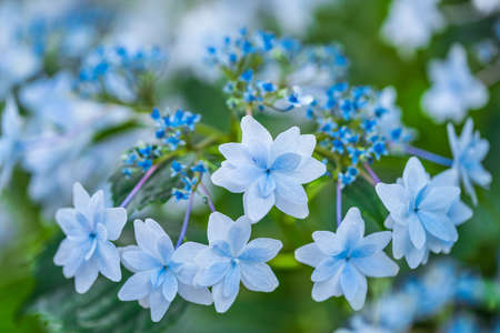 hydrangea close-upの写真素材