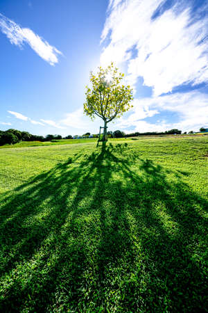 A tree in the summer sky, backlit