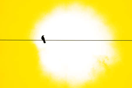 Black crow stopping on electric wireの写真素材