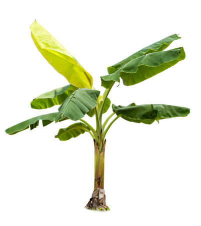 Banana tree.Isolated tree on white backgroundの写真素材
