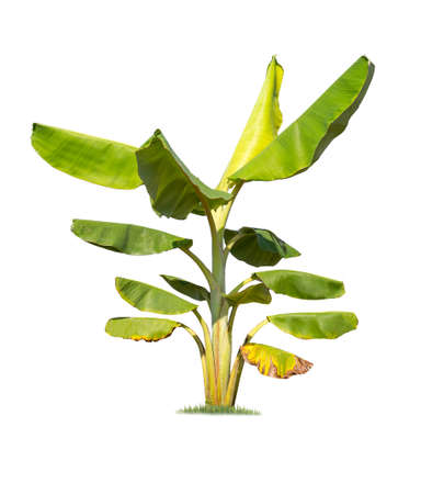 Banana tree.Isolated tree on white backgroundの写真素材