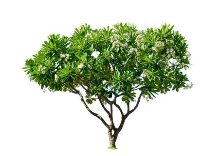 Plumeria.Isolated tree on white background