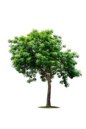 Isolated tree on white backgroundの写真素材