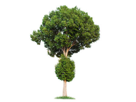 isolated big tree on White Background.Large trees database Botanical garden organization elements of Asian nature in Thailand, tropical trees isolated used for design, advertising and architectureの写真素材