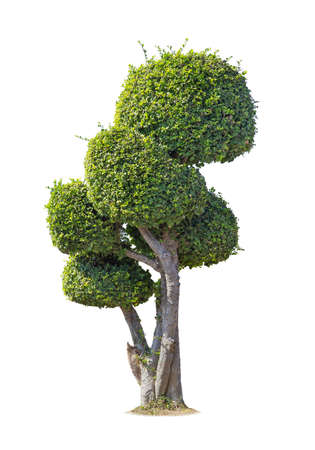 isolated big tree on White Background.Large trees database Botanical garden organization elements of Asian nature in Thailand, tropical trees isolated used for design, advertising and architectureの写真素材