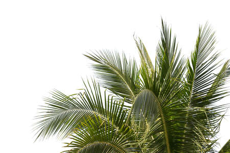 isolated big coconut tree on White Background.Large coconut trees database Botanical garden...