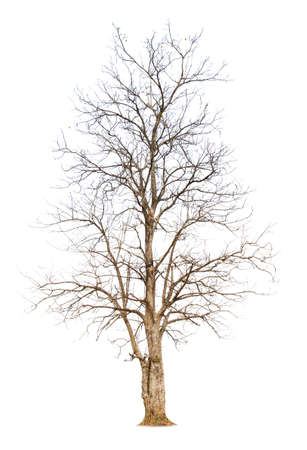 Single old and dead tree isolated on white backgroundの写真素材