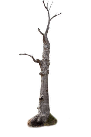 Single old big and dead tree dead isolated on white background.Large trees database Botanical garden organization elements of Asian nature in Thailand, tropical trees isolated used for design.の写真素材