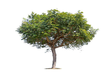 isolated big tree on White Background.Large trees database Botanical garden organization elements of...