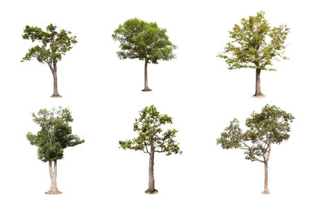 Isolated big tree on white background ,The collection of trees.Large trees database Botanical garden...