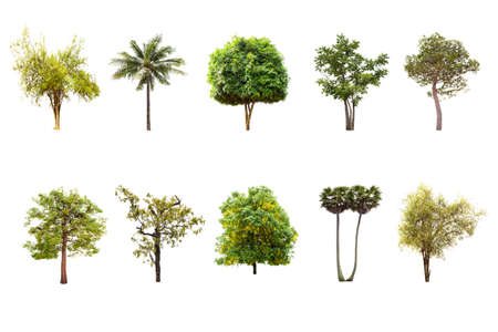 Isolated big tree on white background ,The collection of trees.Large trees database Botanical garden...