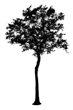 Isolated black  tree silhouettes on white backgroundの写真素材