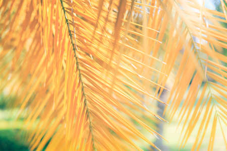 Blurry background, yellow palm leaf. Palm leaves in the fall, which is beautiful yellow.の写真素材