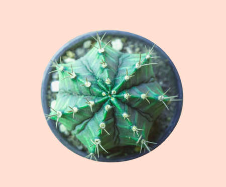 Set Neon Cactus. Minimal creative stillife,Pink Cactus Backgroundの写真素材