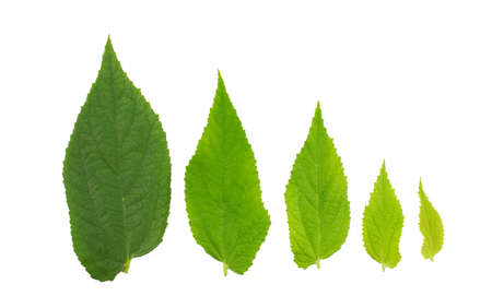 Green leaf.Collection of tropical leaves of various plants isolated on white background. Set of exotic foliage of different size and color. Natural design elements.の写真素材