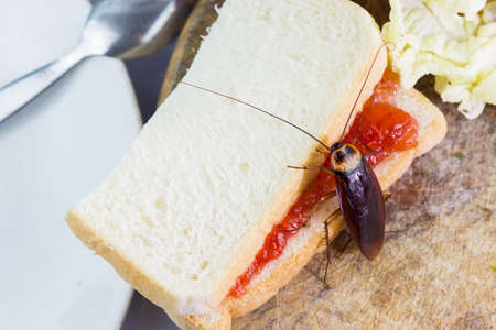 The problem in the house because of cockroaches living in the kitchen.Cockroach eating whole wheat...