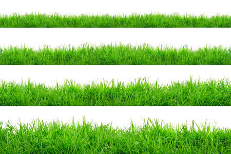 Green Grass Border isolated on white background.The collection of grass.(Manila Grass)The grass is native to Thailand is very popular in the front yard.の写真素材