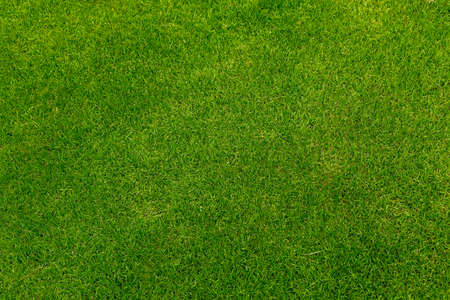 Green grass soccer field background beautiful pattern of fresh green grass for football sport, football field, soccer field, team sport textureの写真素材