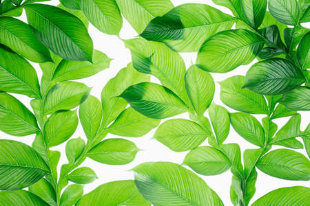 Green leaf pattern on the surface. Creative tropical green leaves layout. Nature spring concept. Flat lay.の写真素材