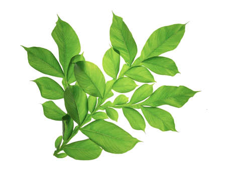 Green Leaf Isolated on White Background.The collection of greens Leaf Use for architectural design...