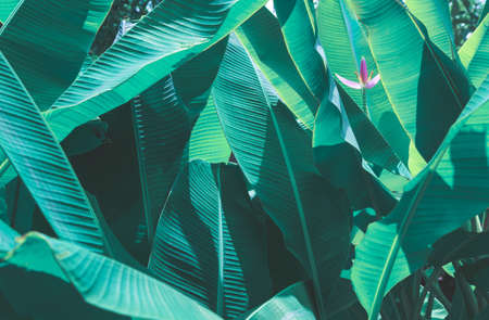 tropical banana leaf texture, large palm foliage nature dark green backgroundの写真素材