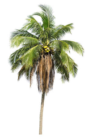isolated big coconut tree on White Background.Large coconut trees database Botanical garden organization elements of Asian nature in Thailand, tropical trees isolated used for design, advertisingの写真素材
