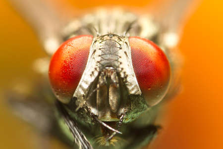 A macro shot of fly . Live housefly .Insect close-up. macro sharp and detailed fly compound eye surface.の写真素材