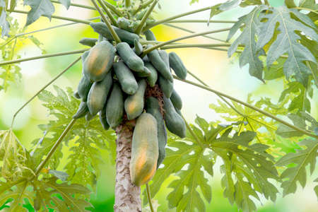 Thai papaya tree fully with papaya fruit close up,  on Nature background.の写真素材