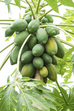 Thai papaya tree fully with papaya fruit close up,  on Nature background.