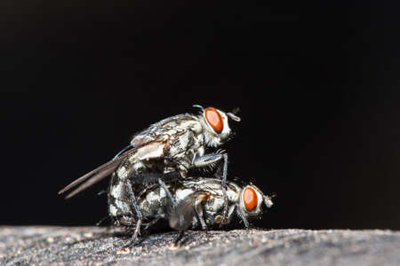 Macro flies. Mating bluebottle flies,の写真素材