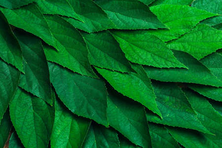 Green Leaves background,Creative layout made of green leaves. Flat lay. Nature conceptの写真素材
