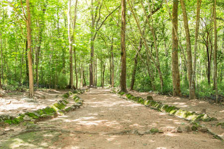 Nature trails in Phu phra bat historical park.The ancient rock from prehistoric period at Phu Phra...
