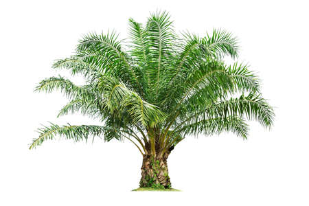 isolated big palm tree on White Background.Large palm trees database Botanical garden organization...