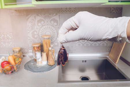 Hand holding cockroach the problem in the house because of cockroaches living in the kitchen....