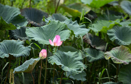 The bud of a lotus flower.Background is the lotus leaf and lotus flower and lotus bud and...