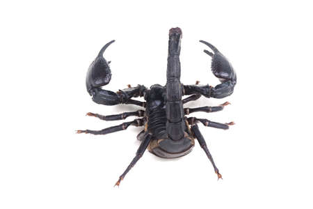 Emperor Scorpion, Pandinus imperator, isolate on White Background