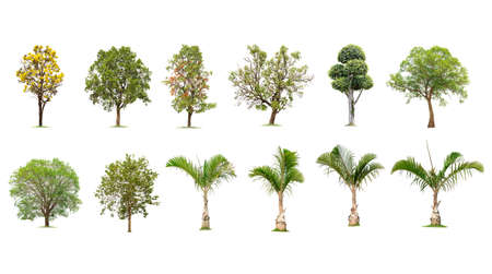 Isolated tree on white background , The collection of Banana,Coconut trees.Large trees are growing...